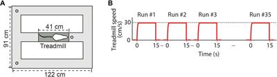 Specific Increase of Hippocampal Delta Oscillations Across Consecutive Treadmill Runs